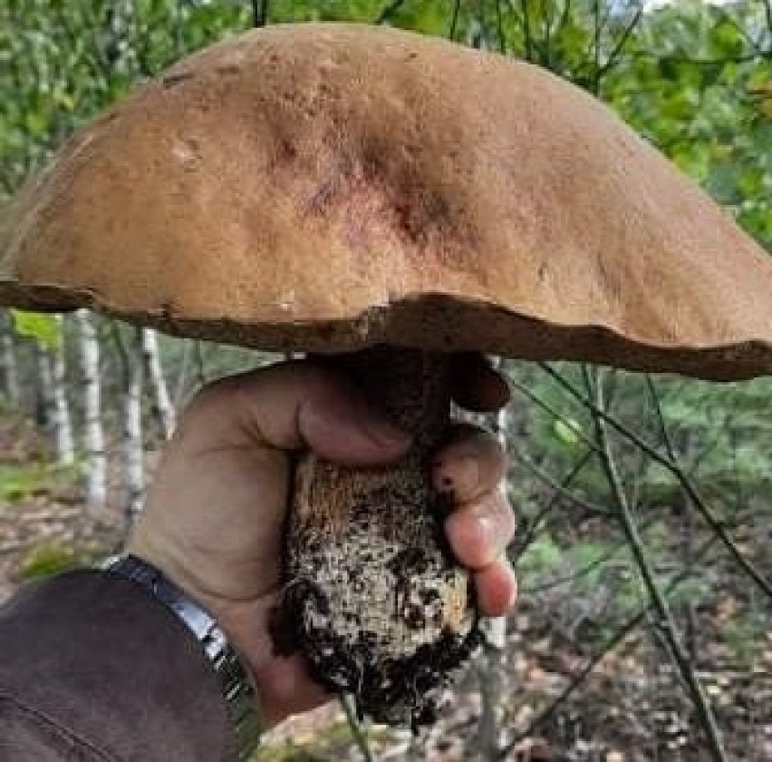 Leśne spacery w poszukiwaniu grzybów to rozrywka wielu...