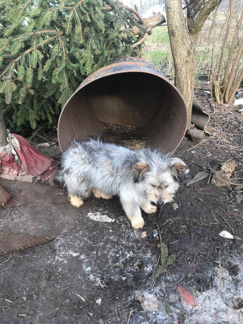 Gmina Prabuty: Kolejna interwencja OTOZ Animals Kwidzyn. Psy odebrane właścicielowi szukają domu [ZDJĘCIA]