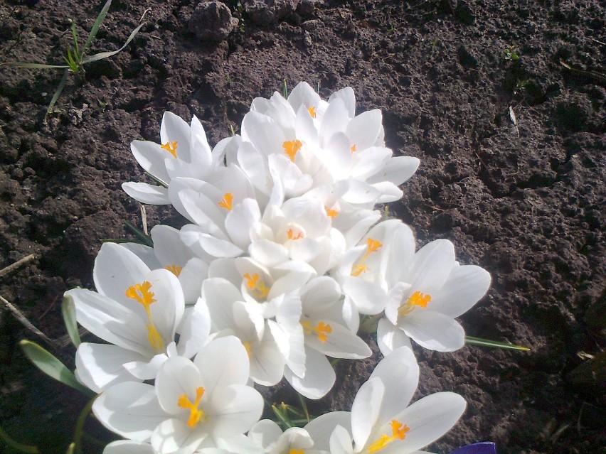 Wiosna w Sławnie. Zobacz zdjęcia wiosny w ogrodzie i przyślij swoje!