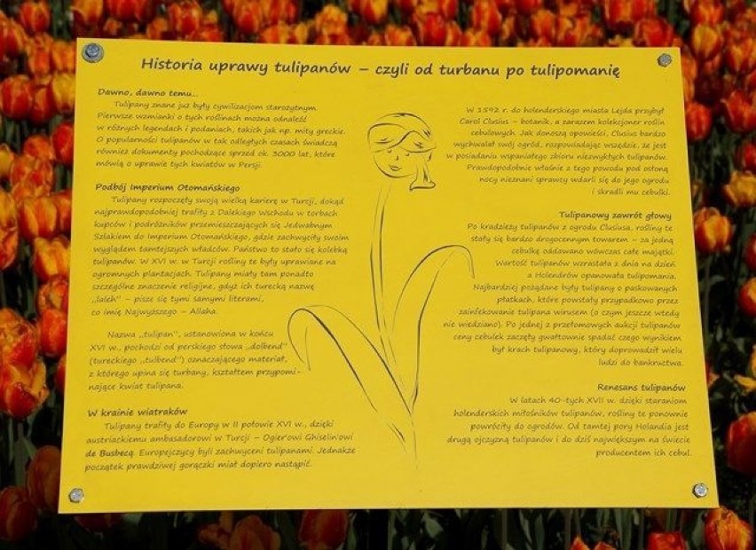 Historia uprawy tulipanów.Fot. Mariusz Reczulski