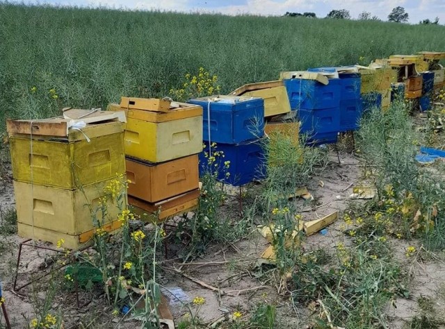 Nieznany sprawca zdemolował ule. Zginęło kilka milionów pszczół. 