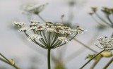 Barszcz Sosnowskiego znowu w Poznaniu - trudna walka z niebezpieczną rośliną