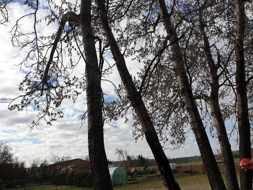 Niebezpiecznie pochylone drzewo nieopodal kościoła w Hopowie