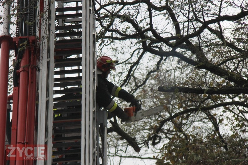 Strażacy usuwali zwisające konary drzew [ZDJĘCIA]      