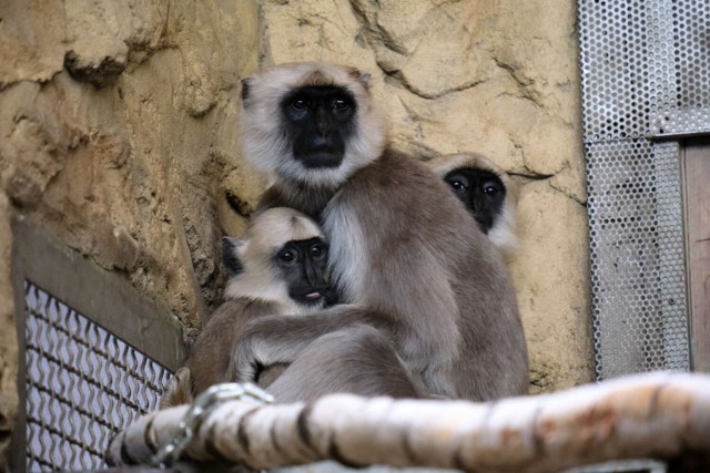 W czwartek 21 kwietnia do chorzowskiego zoo przyjechało 6 nowych małp z gatunku hulman.

Zobacz kolejne zdjęcia. Przesuwaj zdjęcia w prawo - naciśnij strzałkę lub przycisk NASTĘPNE