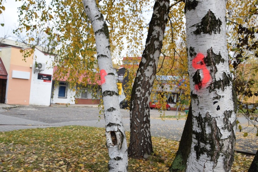 Wycinka drzew w Siemianowicach Śląskich. Społecznik walczy o ocalenie drzew