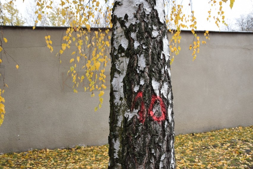 Wycinka drzew w Siemianowicach Śląskich. Społecznik walczy o ocalenie drzew