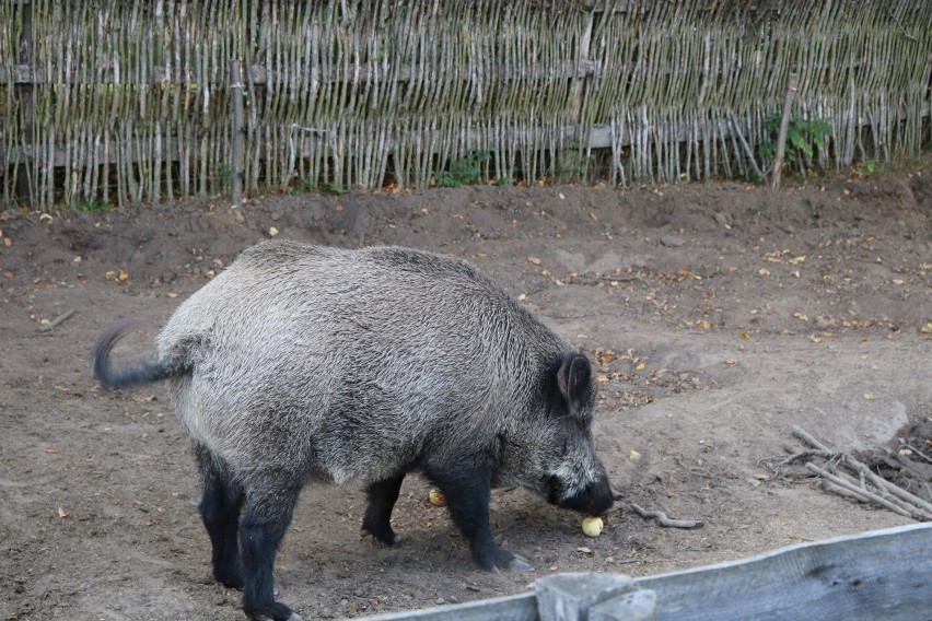 Muzeum starej wsi koło Filipowa. Od wełny do kłębka  [ZDJĘCIA]