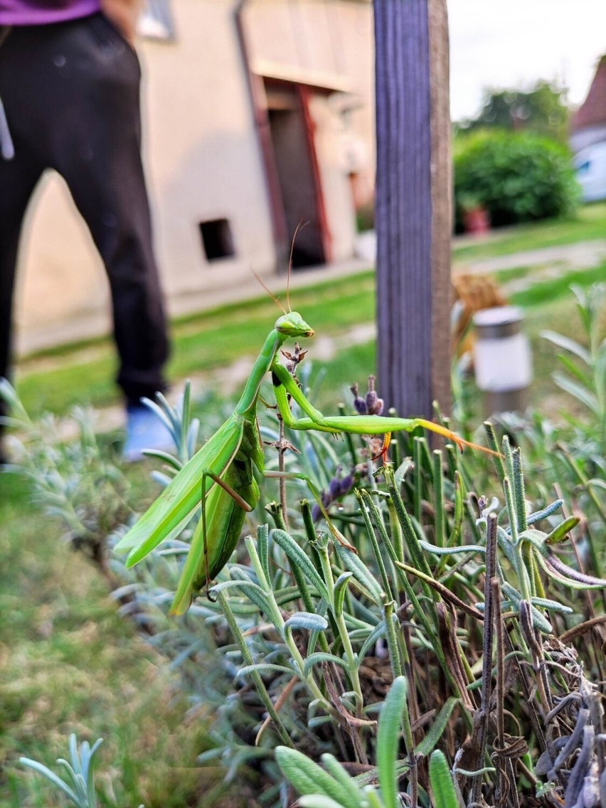 Modliszka polska zaobserwowana i sfotografowana w powiecie...