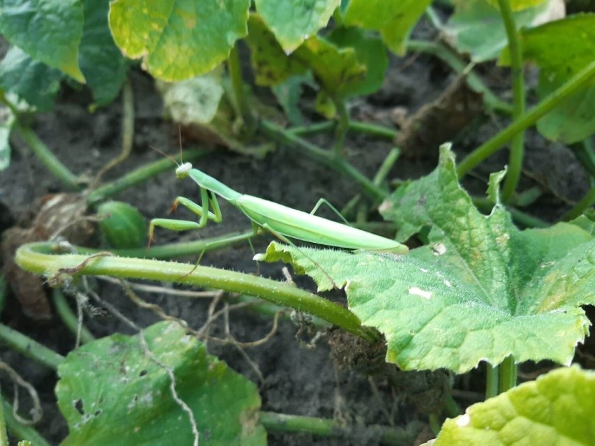 Modliszka polska zaobserwowana i sfotografowana w powiecie...