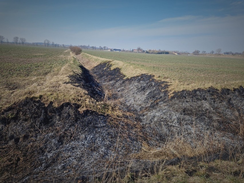 Płoną trawy w powiecie malborskim. Tak minął tydzień strażakom - raport Komendy Powiatowej PSP w Malborku