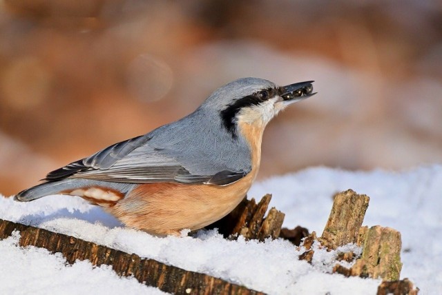 Kowalik to nieduży, kolorowy ptak, który zimą chętnie odwiedza karmniki.