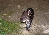 Mały, gwiżdżący arbuz - w łódzkim ZOO narodził się kolejny tapir