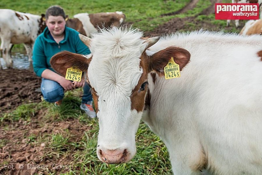 Pastwiska w gminie Mieroszów, na których pasą się jałówki są...