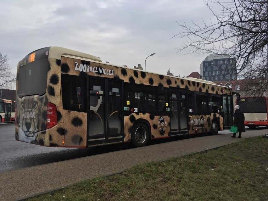 Po ulicach Gdańska jeździ... gepard. Tak promuje się ZOO [zdjęcia]