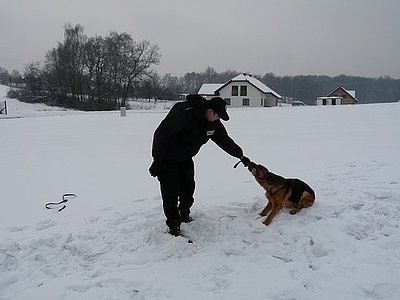 Policja Jastrzębie: wyróżniający się funkcjonariusz do zadań specjalnych .To pies Beti. Zobacz FOTO!