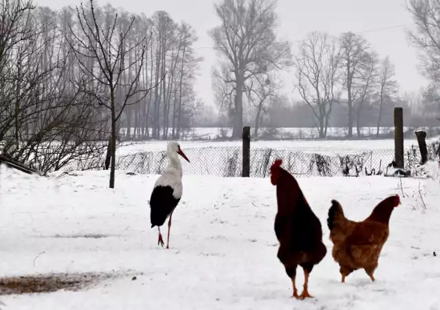 Grześ aby przetrwać korzysta z pomocy człowieka.