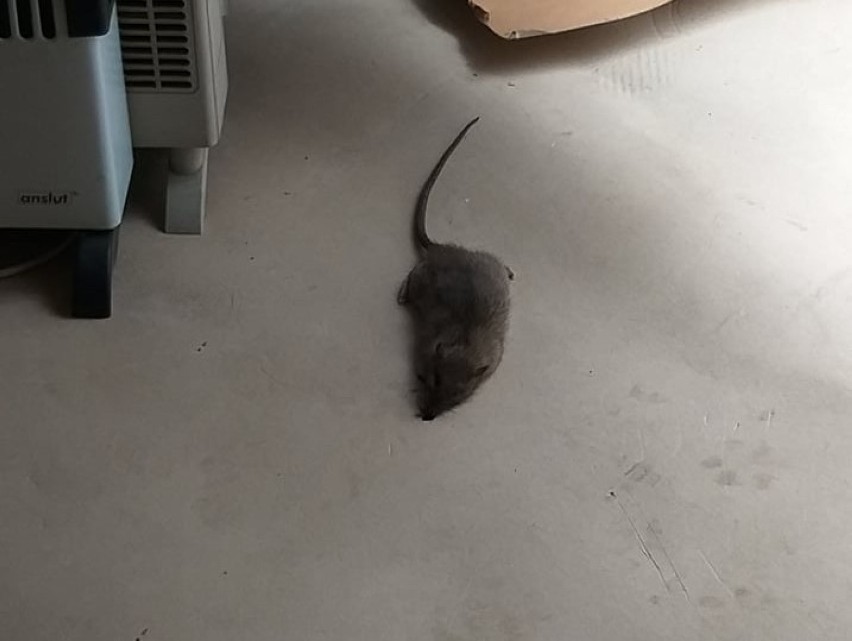 Ten szczur padł od trucizny w mieszkaniu pani Bożeny