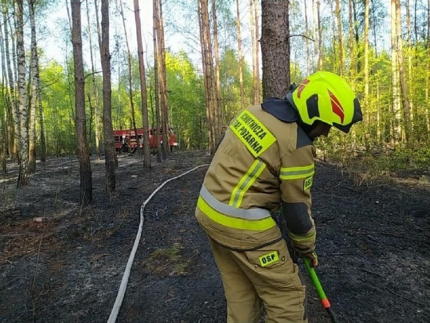 Duże zagrożenie pożarowe w lasach w całej Wielkopolsce, także w okolicach Leszna