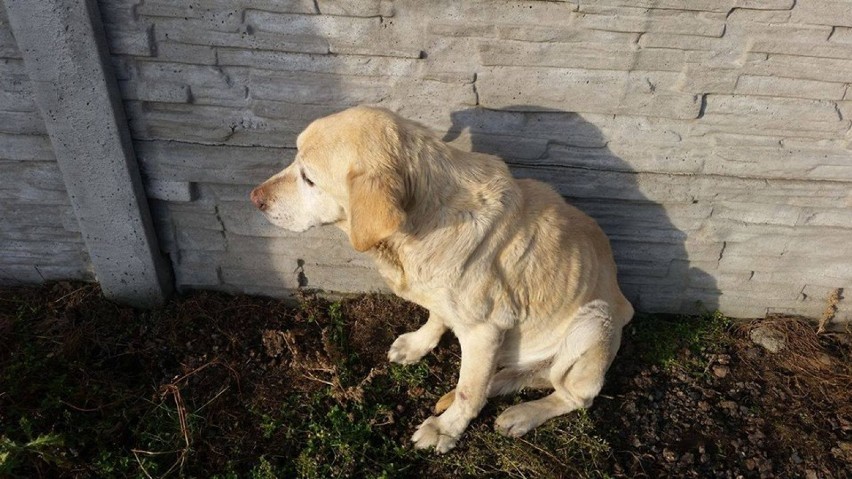 Skrajnie wycieńczony pies w Zagorzynie