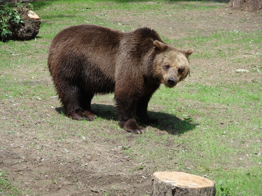 Białostoczanie znowu zobaczą swojego ulubionego misia....