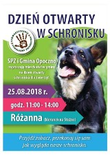 Schronisko dla psów koło Opoczna zaprasza na dzień otwarty. Zobacz, jakie psy szukają domy [ZDJĘCIA]