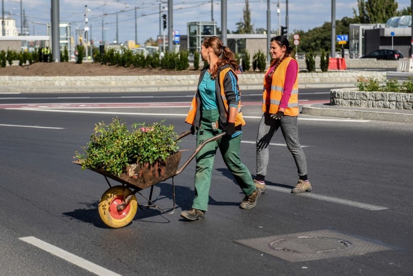 W środę rozpoczęło się na rondzie Kaponiera wielkie sadzenie...