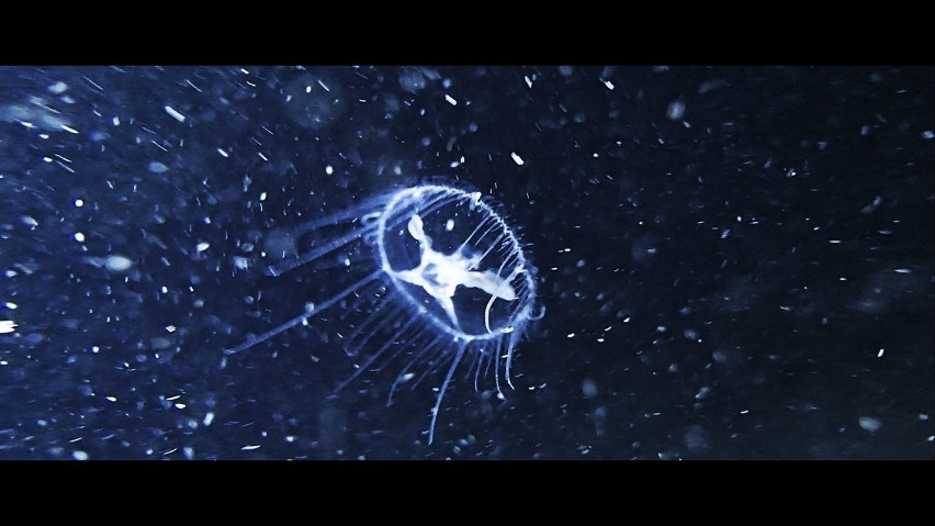 Meduzy pływają w kamionce Piast w Opolu.