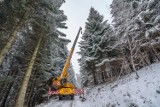 Choinka z Sącza stanie pod Oknem Papieskim [ZDJĘCIA]