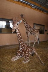 Żyrafy już są w Zoo Safari (zdjęcia)