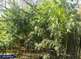 Plantacja konopi pod Baborowem. Jest akt oskarżenia. Z roślin można było wytworzyć ponad 23 kg marihuany