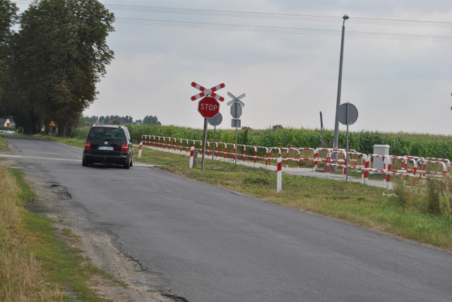 Wysoka kukurydza w Kotowie przesłania widoczność