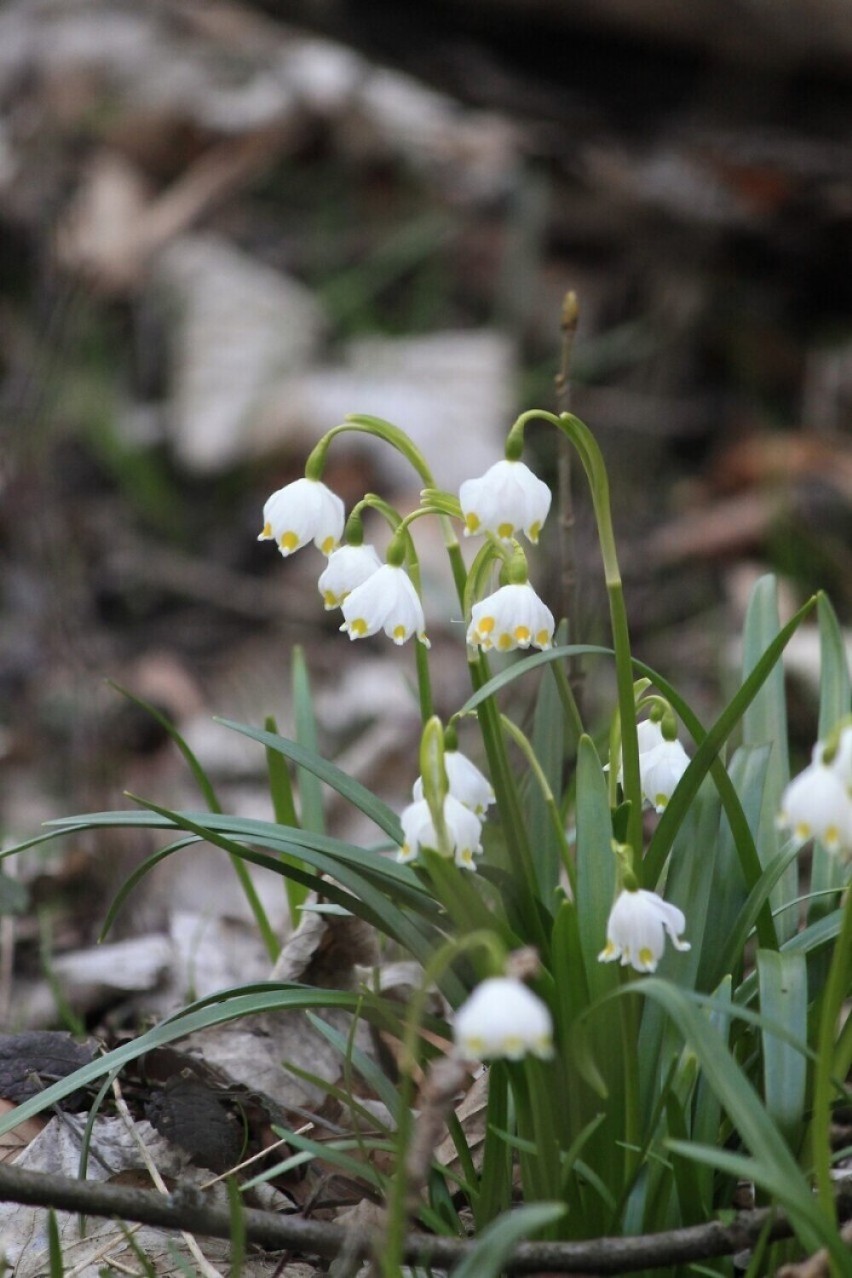 Są już pierwsze kwiaty w rezerwacie Śnieżycowy Jar pod Obornikami. Idzie wiosna
