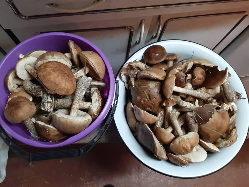 Wakacyjne zbiory grzybów w powiecie puckim (lipiec 2019)