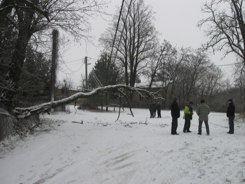 Drzewo zagrażało bezpieczeństwu mieszkańców Białej.