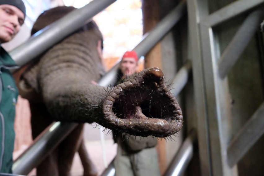 Zoo Poznań: Jak nakarmić słonia? Sprawdziliśmy to!