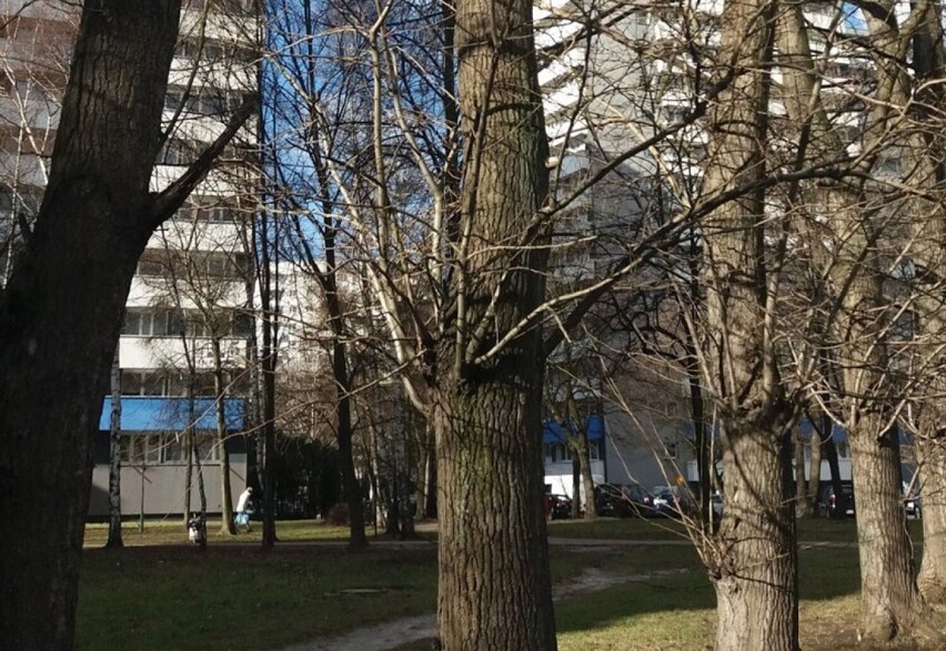W Katowicach będą wycinać drzewa! Piły pójdą w ruch przy Chorzowskiej w ciągu DK 79. Utrudnienia w ruchu 28 i 29 listopada