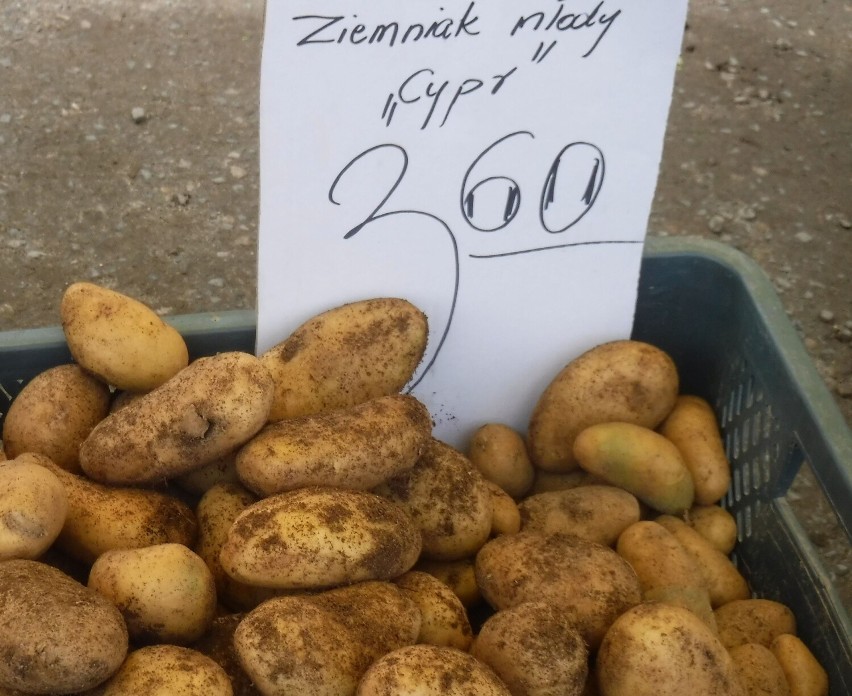 Młode ziemniaki 3,60 za kilogram