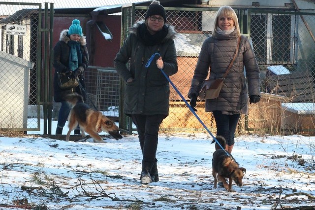 Mroźna aura nie odstraszyła miłośników psów. Uczestnicy biegu przemierzyli 2,5 km trasę w okolicach schroniska.