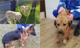 Psy do adopcji w Legnicy - poznaj je bliżej! Zdjęcia wraz z opisami