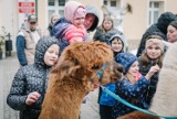 Niedziela na Jarmarku Wielkanocnym w Żarach. Największą atrakcją były alpaki