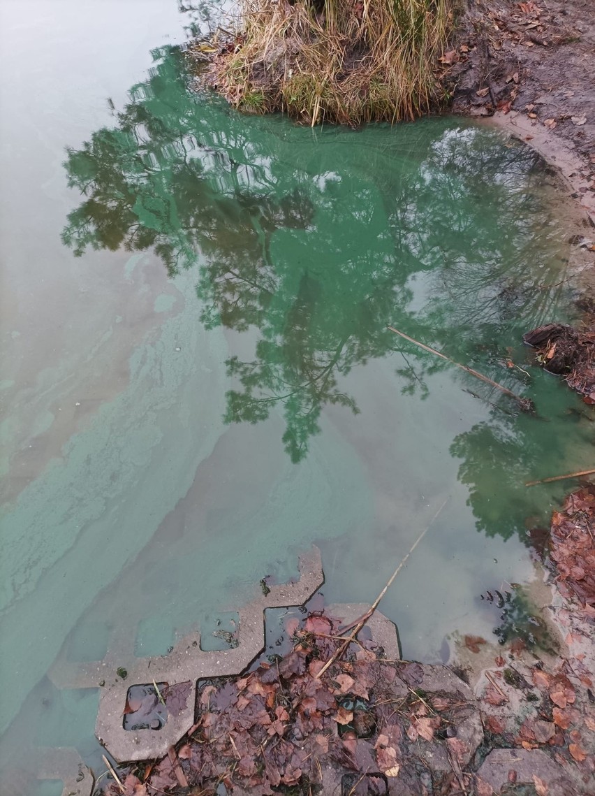 Zielone plamy pojawiły się na Jeziorze Czarnym w powiecie parczewskim. Trwa akcja ratownicza