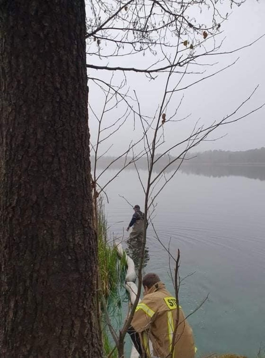 Zielone plamy pojawiły się na Jeziorze Czarnym w powiecie parczewskim. Trwa akcja ratownicza