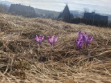 Sezon 2023 na krokusy powoli się rozpoczyna. W Zakopanem i pod Tatrami jest ich coraz więcej, w powietrzu czuć nadchodzącą wiosnę