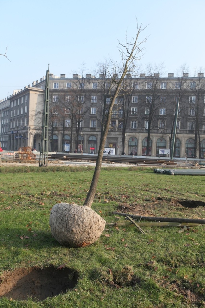 Kraków: koniec wycinki drzew na pl. Centralnym [ZDJĘCIA]