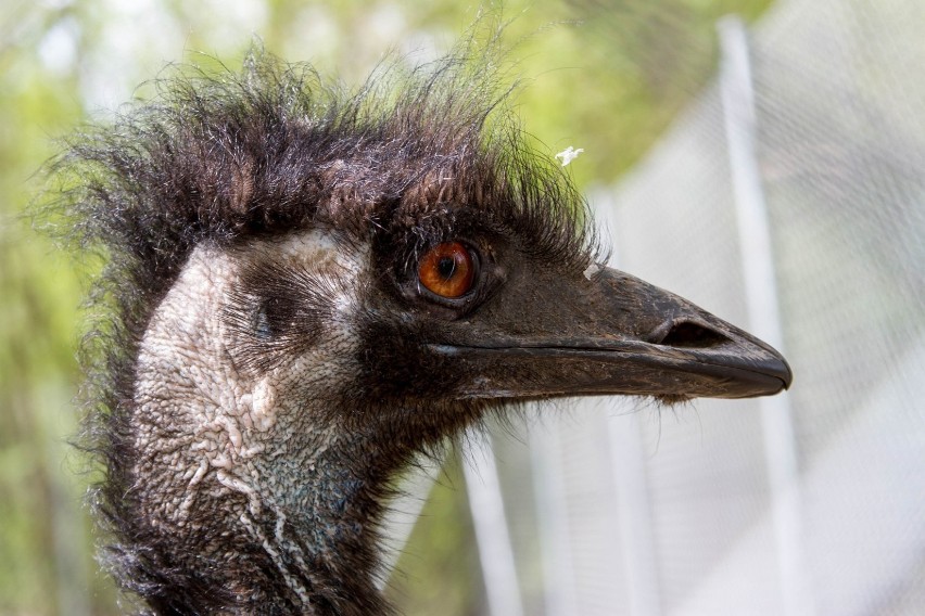 Śrem: emu zamieszkały w parkowym ZOO [ZDJĘCIA]