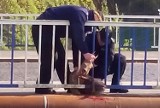 Policjanci ratowali młodego jelonka zaklinowanego na moście w Słupsku