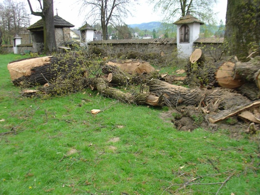 Wycinka drzew w Rabce: wycięto 400-letnie drzewa