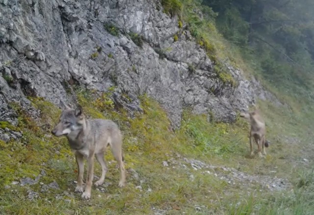 Wilki w Tatrach "przyłapane" przez fotokomórkę