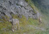 Wilki w Tatrach. Przyrodnikom udało się sfilmować te drapieżniki, których za wiele w tych górach nie ma